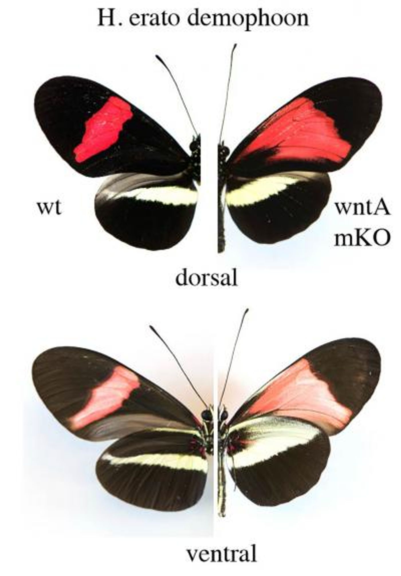 On the left, the normal or wild type (left) wing pattern of the passionfruit butterfly Heliconius eratus demophoon, on the right, the same butterfly after the WntA gene has been knocked out. / Credit: Smithsonian Tropical Research Institute