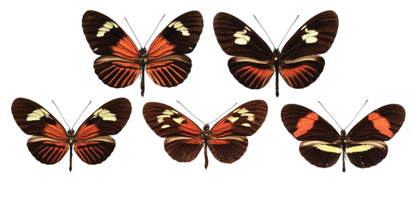 Wing patterns from various Heliconius butterflies