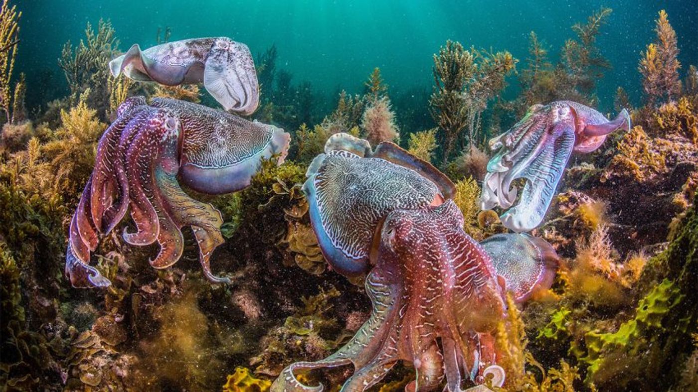 Cephalopods are multiplying in our oceans, and human intervention on nature may be the root of the cause.