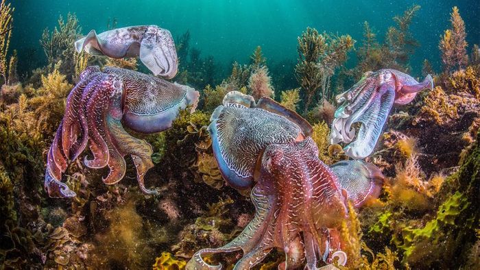 Cephalopods are multiplying in our oceans, and human intervention on nature may be the root of the cause.