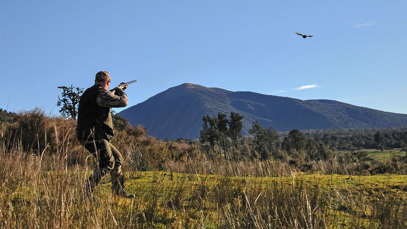 Hunting may actually be making birds smarter by eliminating the less intelligent ones.