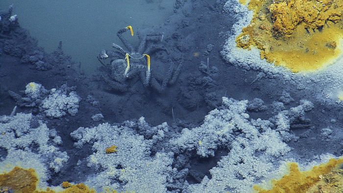 A deceased crab is seen inside of a brine pool on the ocean floor.