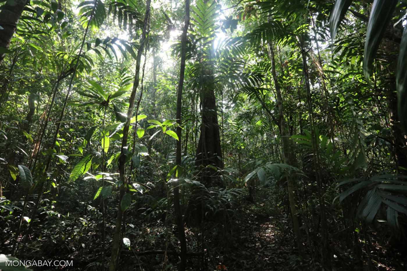 This forest in the Southern Cardamom Mountains in Cambodia is a huge carbon sink. Photo: Rhett A. Butler, Mongabay