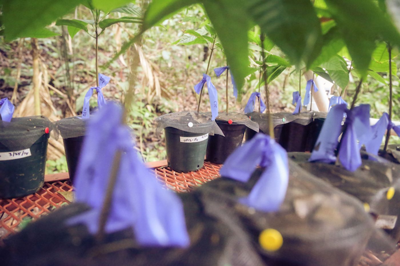 Cacao seedlings / Credit: STRI