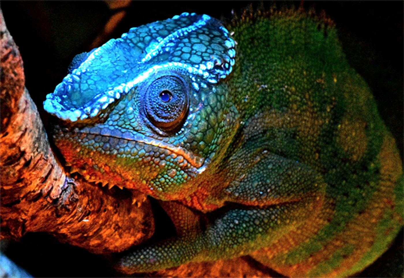 Chameleons sport flourescent bony structures on their heads.