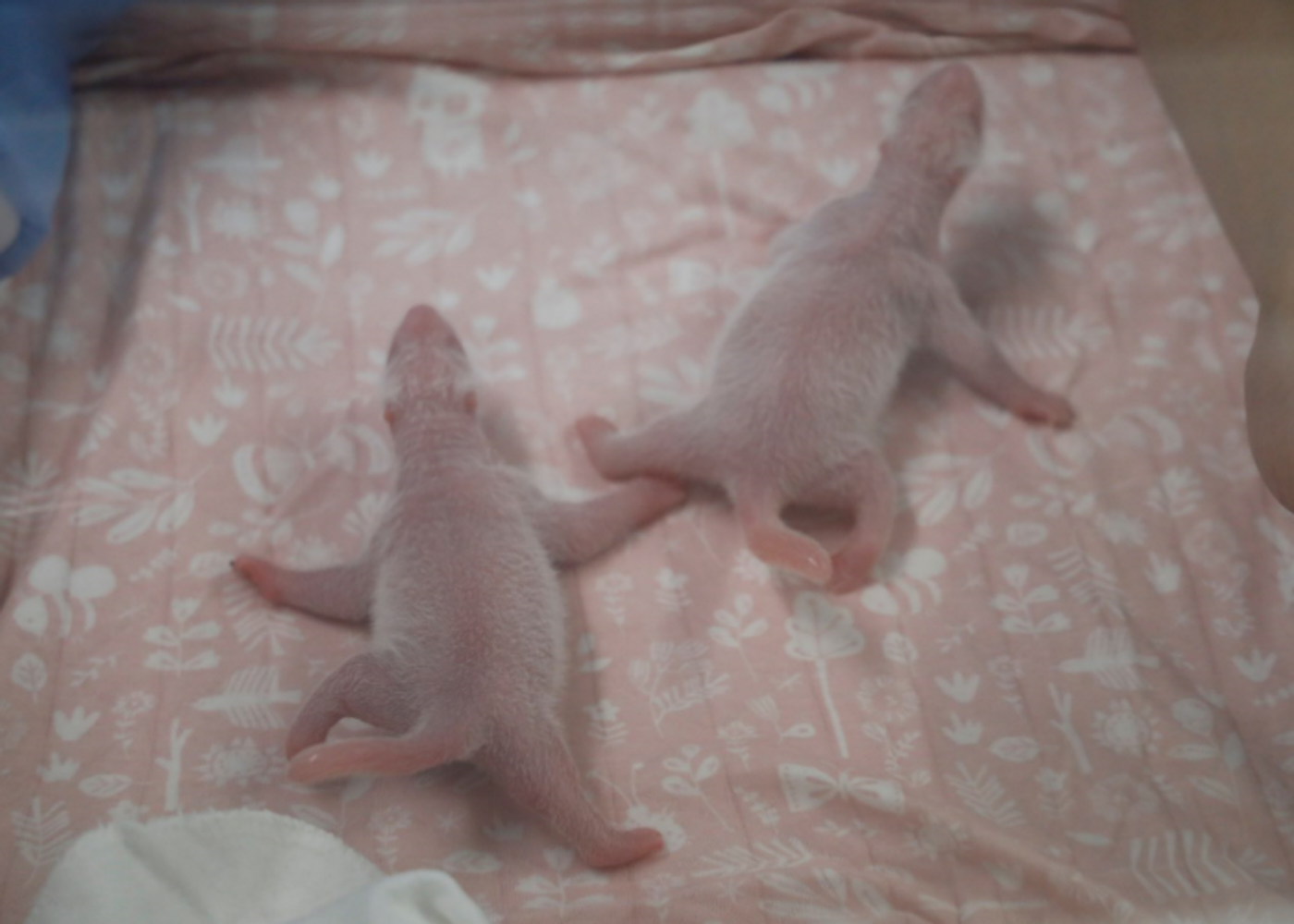 These are the two panda cub twins that were born at the Pairi Daiza zoo on Thursday.