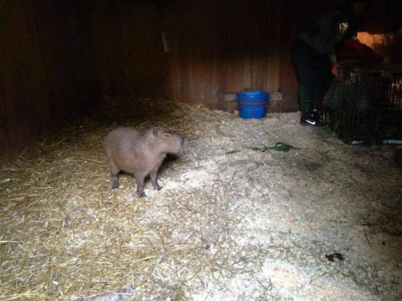 Pictured is the one capybara that was successfully captured. One still remains at large in the park somewhere and is being tracked for recovery.