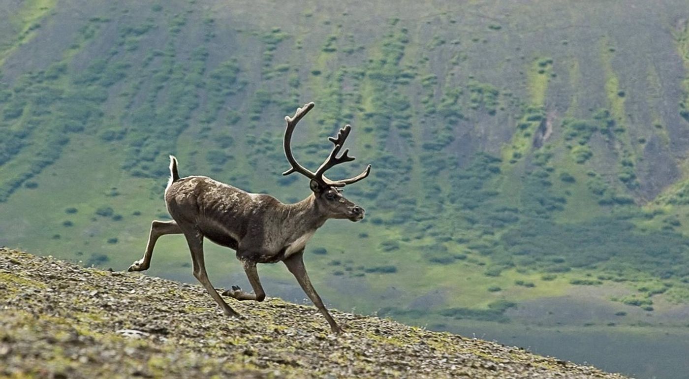 Canada's caribou are in steep decline. But are we taking the right steps to conserve them? Photo: Pixabay