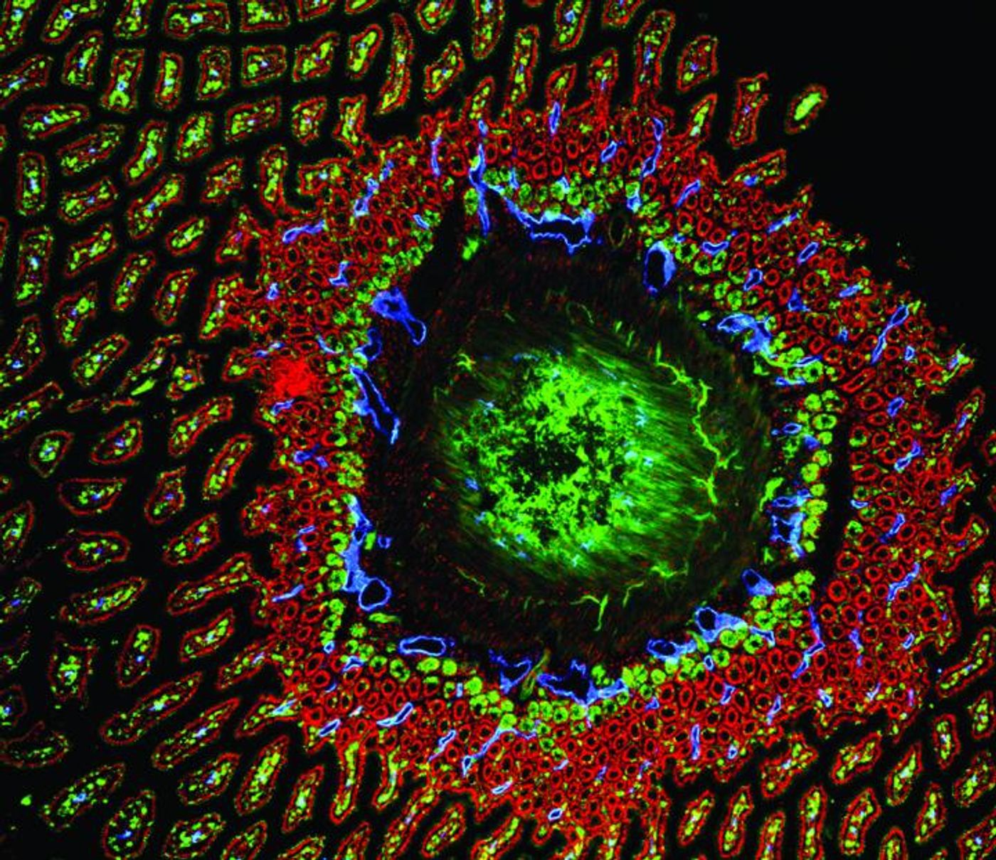 This is picture of a cross section of a mouse intestine. Each 'petal' on the fringe of the image is showing a villus -- a finger-like projection extending into the lumen of the small intestine. / Credit: Kathleen Caron Lab, UNC