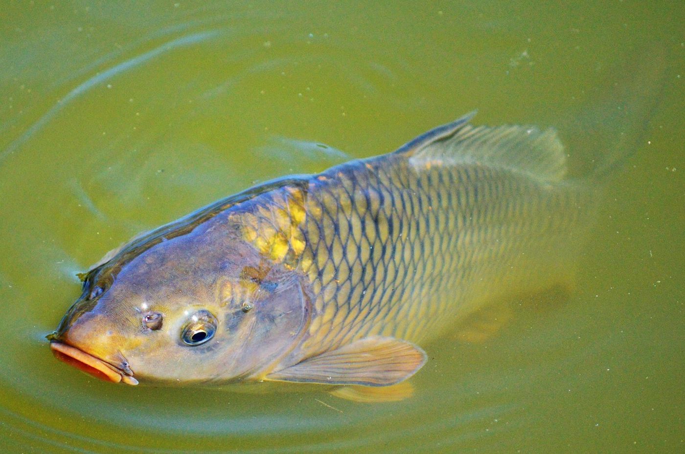 Alien carp are incredibly invasive, and they pose a threat to waterbirds and diving ducks every time they are introduced to a new ecosystem.