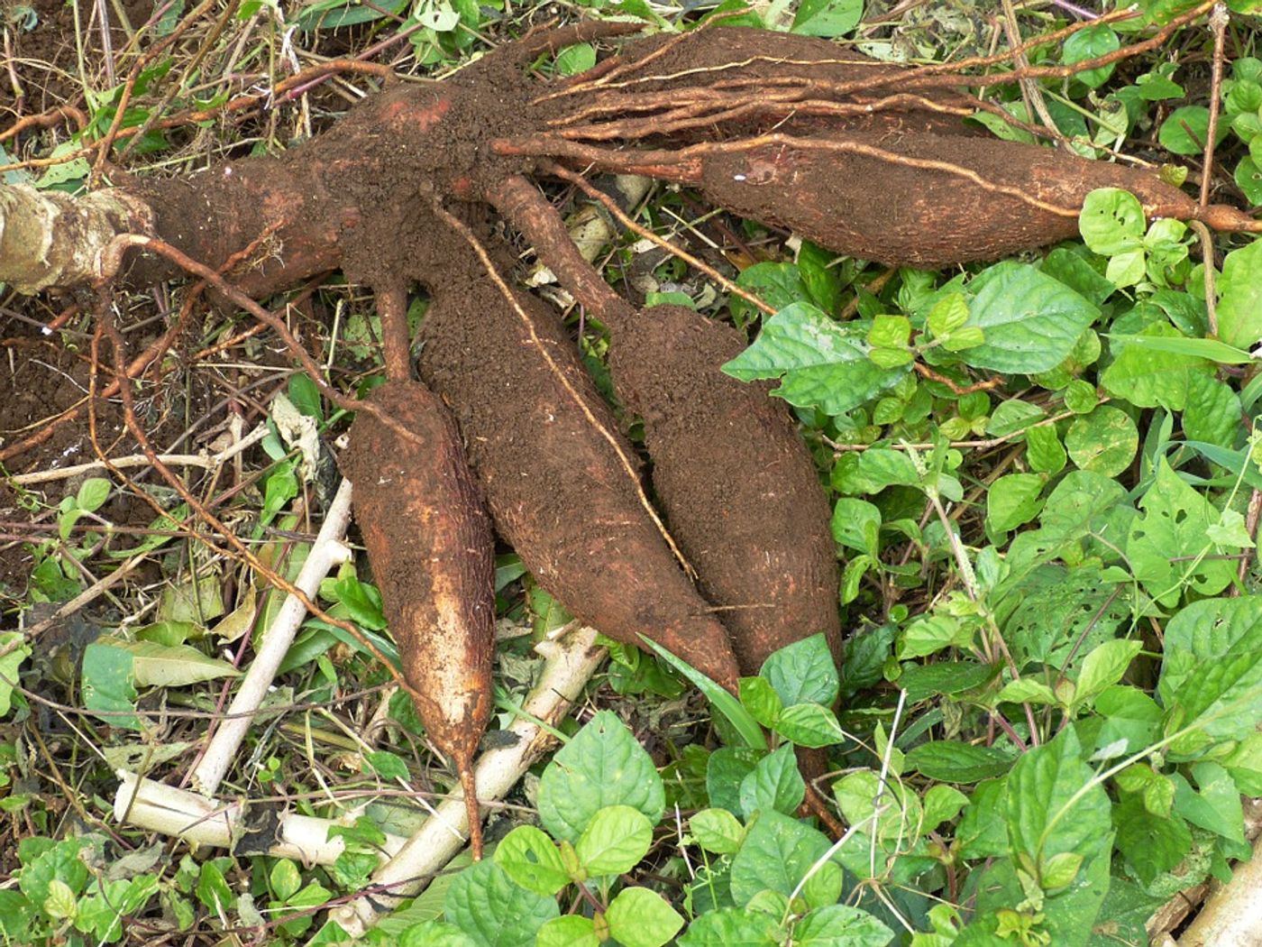 Cassava roots / Credit: Pixabay