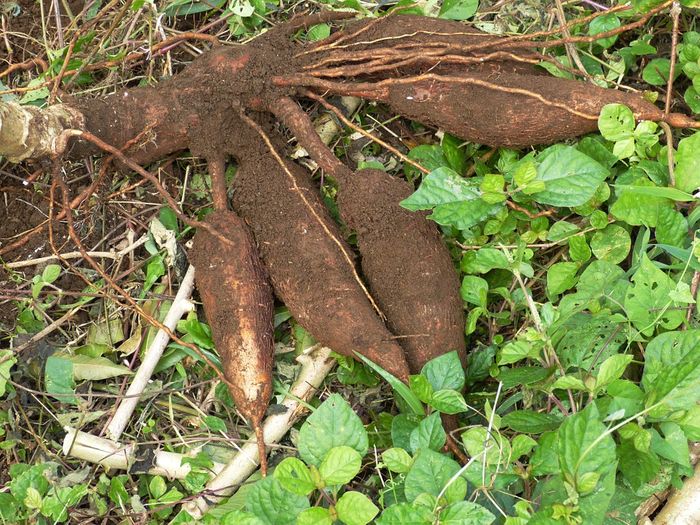 Cassava roots / Credit: Pixabay