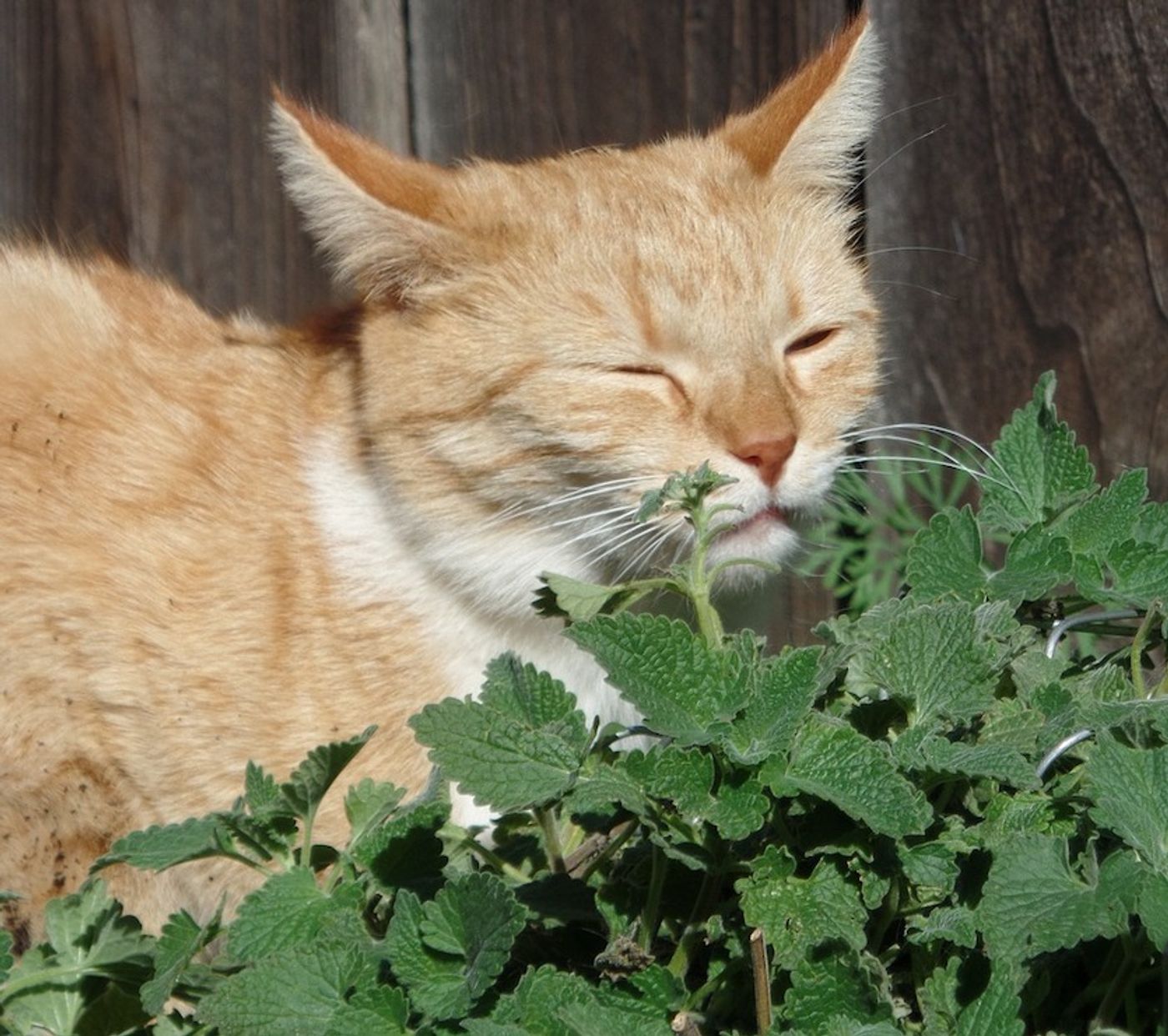 How Cats Make the Most of Their Catnip High - The New York Times