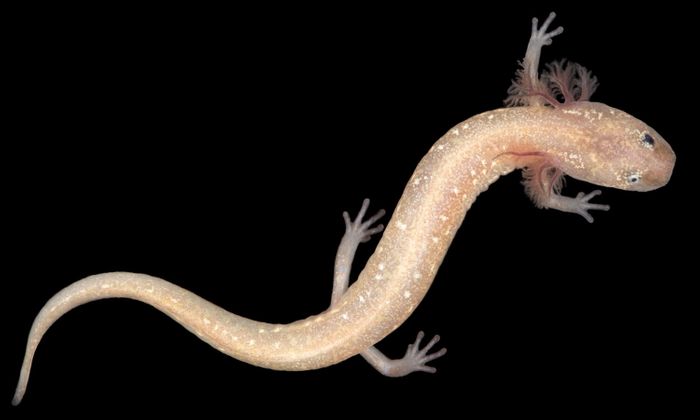This new groundwater salamander species from Central Texas doesn't have a name yet, and researchers say it's already critically endangered.