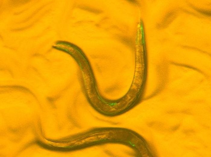 Scientists at the MDI Biological Laboratory used C. elegans as a model to identify markers of healthy aging. The study will help scientists assess the tradeoffs between lifespan and health span in humans. / Credit: MDI Biological Laboratory