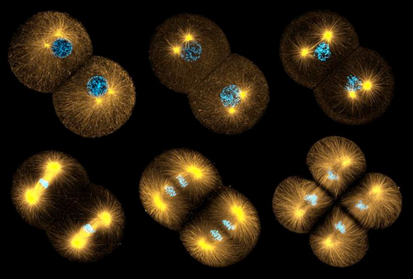 6 phases of the cell cycle