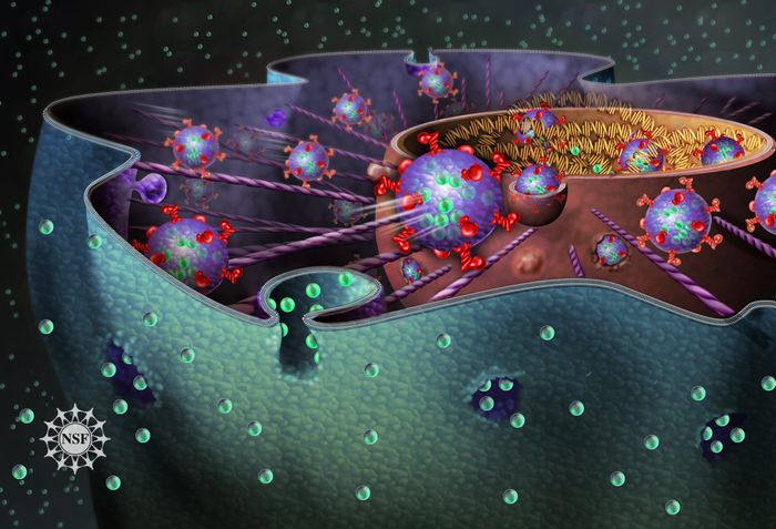An illustration of the interior of a cell / Credit: Nicolle Rager Fuller, National Science Foundation