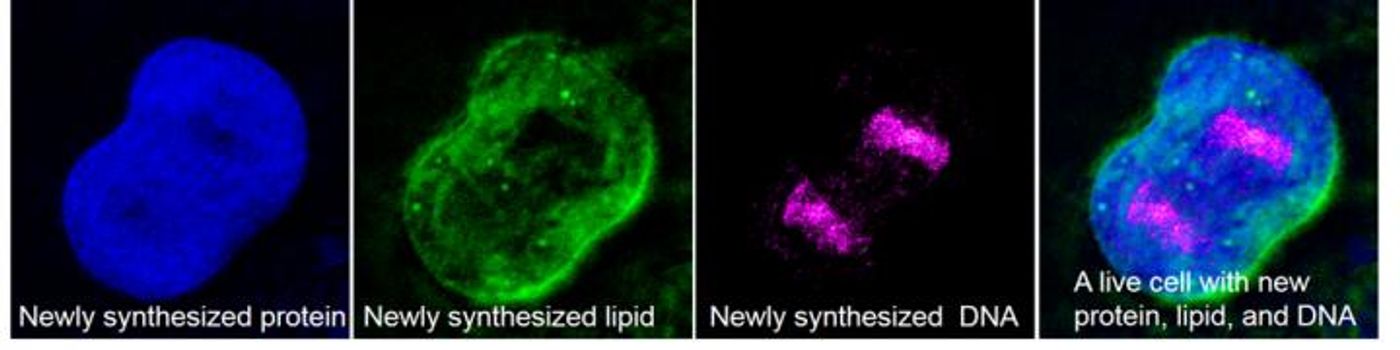 Deuterium is added to newly made proteins, lipids and DNA. The light of an SRS microscope illuminated each of the macromolecules. / Credit: Wei Min lab/Columbia University