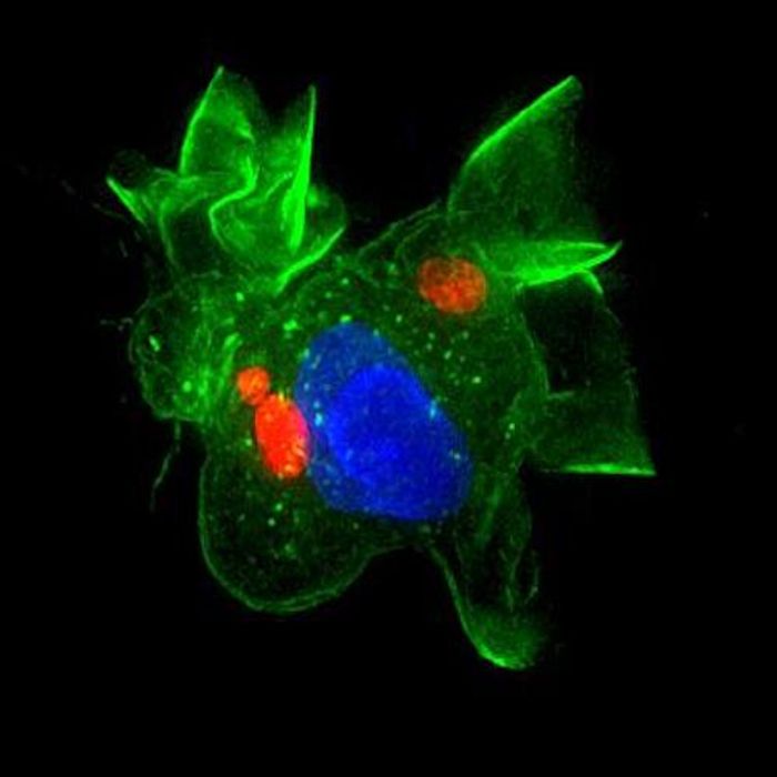 Image illustrate dendritic cell (green) infected by Toxoplasma gondii (red). Cell nuclei are stained in blue. / Credit/Photo: Barragan lab