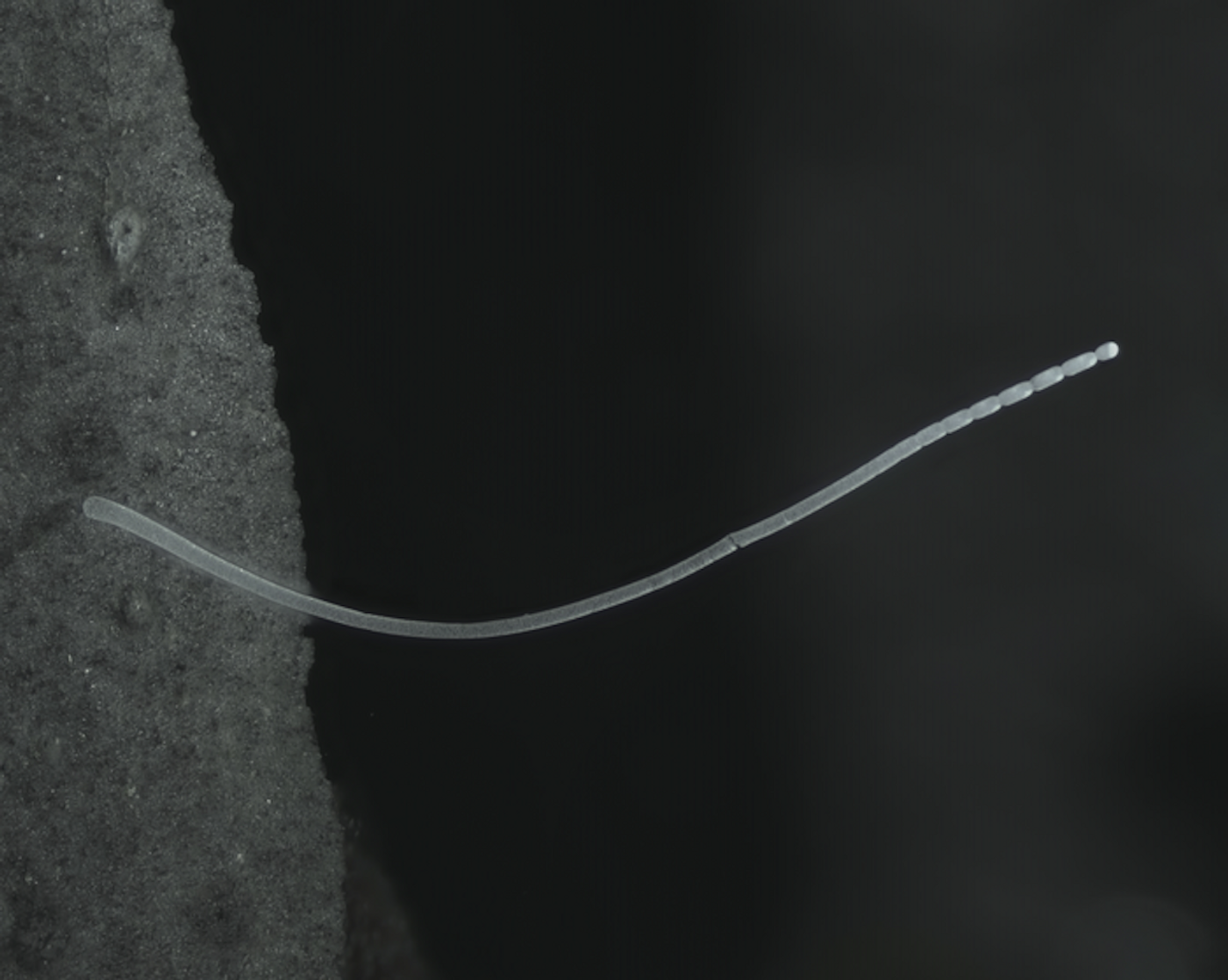 A single filament of Ca. Thiomargarita magnifica. / Credit: Jean-Marie Volland