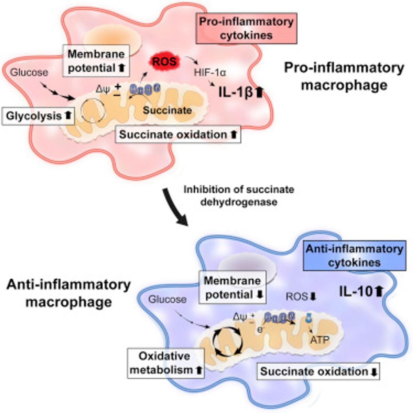 The graphical abstract from the publication illustrates how oxidation of succinate and mitochondrial hyperpolarization drive ROS production. / Credit: Cell Mills et al