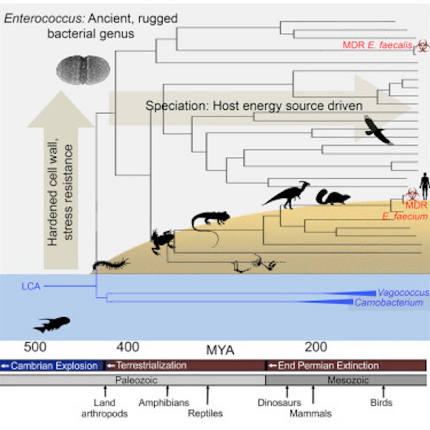 The evolutionary history of leading multidrug resistant hospital pathogens, the enterococci, and their origin hundreds of millions of years ago / Credit: Cell Lebreton et al