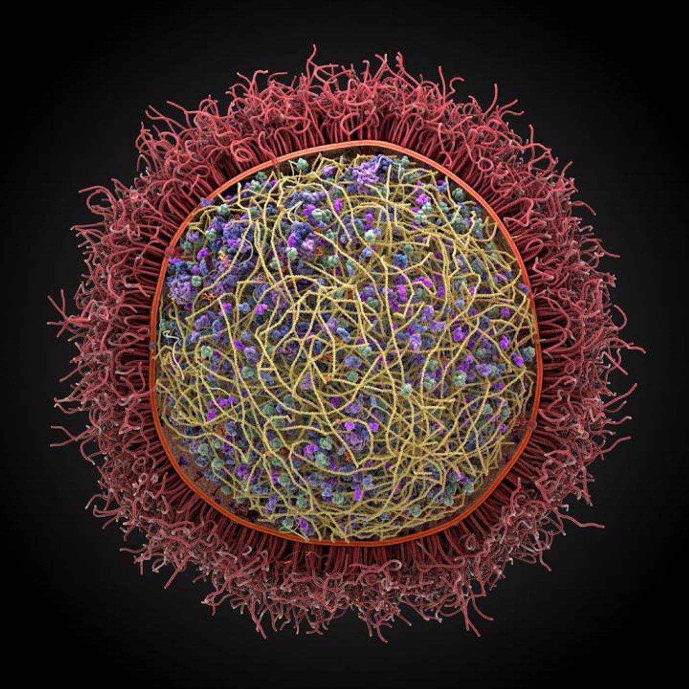 The image from co-author Arthur Olson's lab at the Scripps Research Institute shows a preliminary model of mycoplasma mycoides. Modeling by Ludovic Autin and David Goodsell, rendering by Adam Gardner./Credit: The Scripps Research Institute