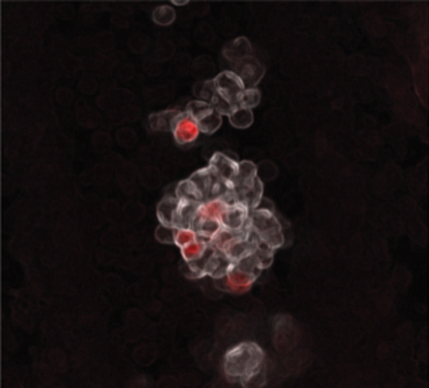 Clusters of the earliest hematopoietic cells arising in the walls of the umbilical artery of a mouse embryo. Red cells are embryonic multipotent progenitor cells (eMPPs). / Credit: Sachin H. Patel/Boston Children's Hospital