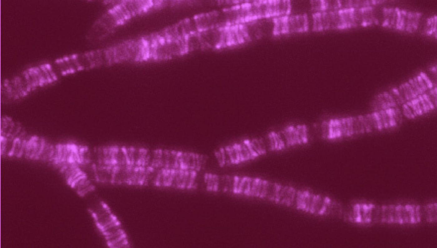 Lines in this colorized image of Bacillus subtilis reflect the movement of a newly identified polyermase complex (including the SEDS protein) as it synthesizes hoops of bacterial cell wall material. /Credit: Rudner lab