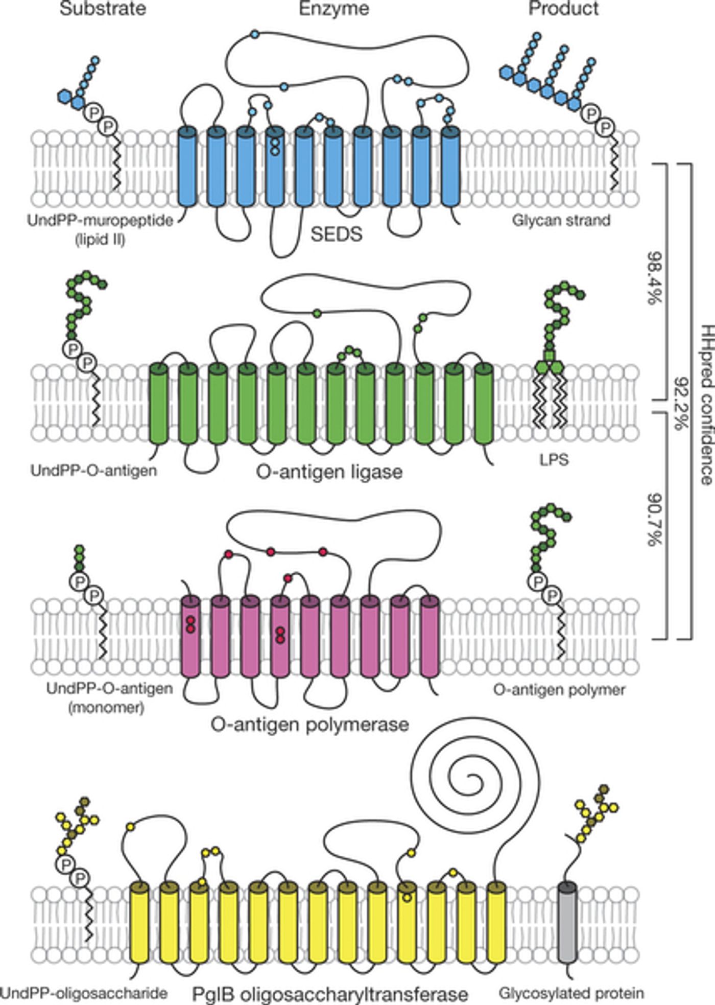 The SEDS proteins bear similarity to known glycosyltransferases [cell wall building enzymes] Schematic diagrams of the SEDS protein RodA and known glycosyltransferases from Gram-negative bacteria with their undecaprenyl pyrophosphate (undPP)-linked substrates and products. Credit: Nature Meeske at al