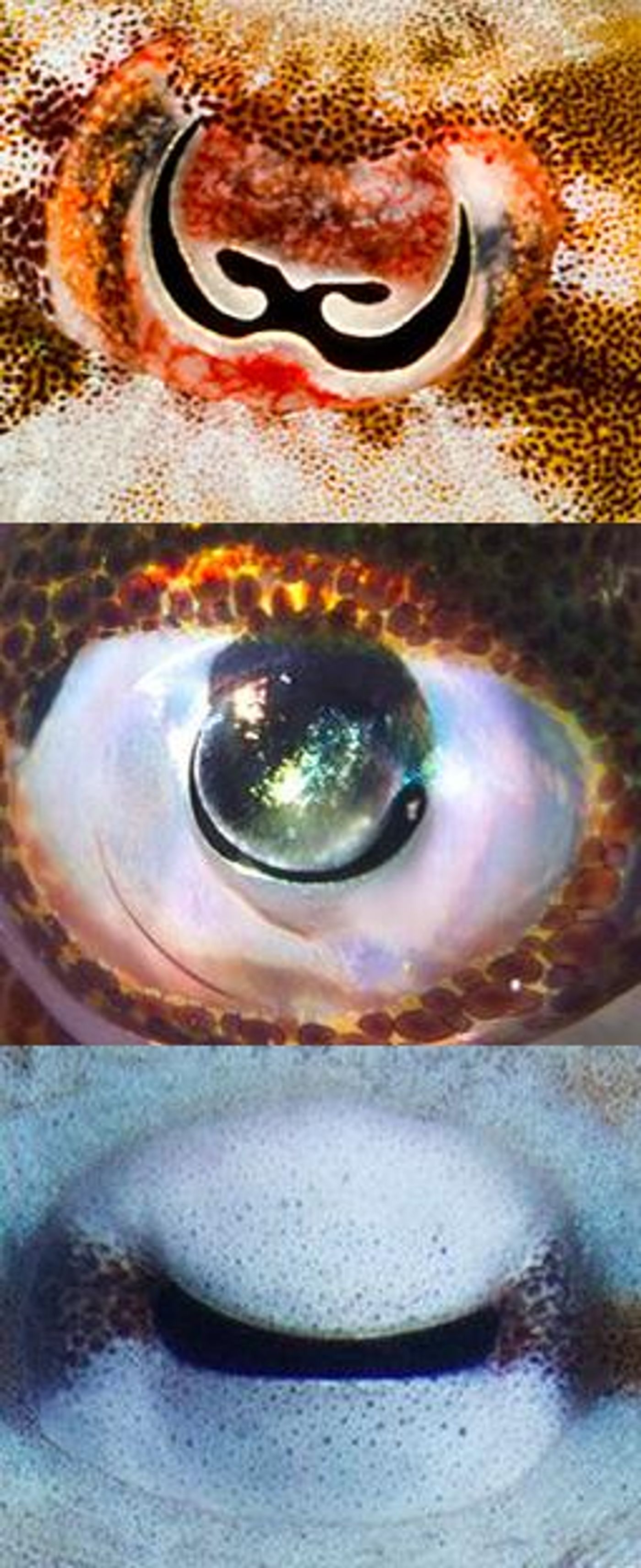 The unusual pupils of cephalopods (from top, a cuttlefish Sepia bandensis; squid Sepioteuthis; and Octopus vulgaris) allow light into the eye from many directions, which spreads out the colors and allows the creatures to determine color, even though they are technically colorblind. / Credit: Photos by Roy Caldwell, Klaus Stiefel, Alexander Stubbs, respectively