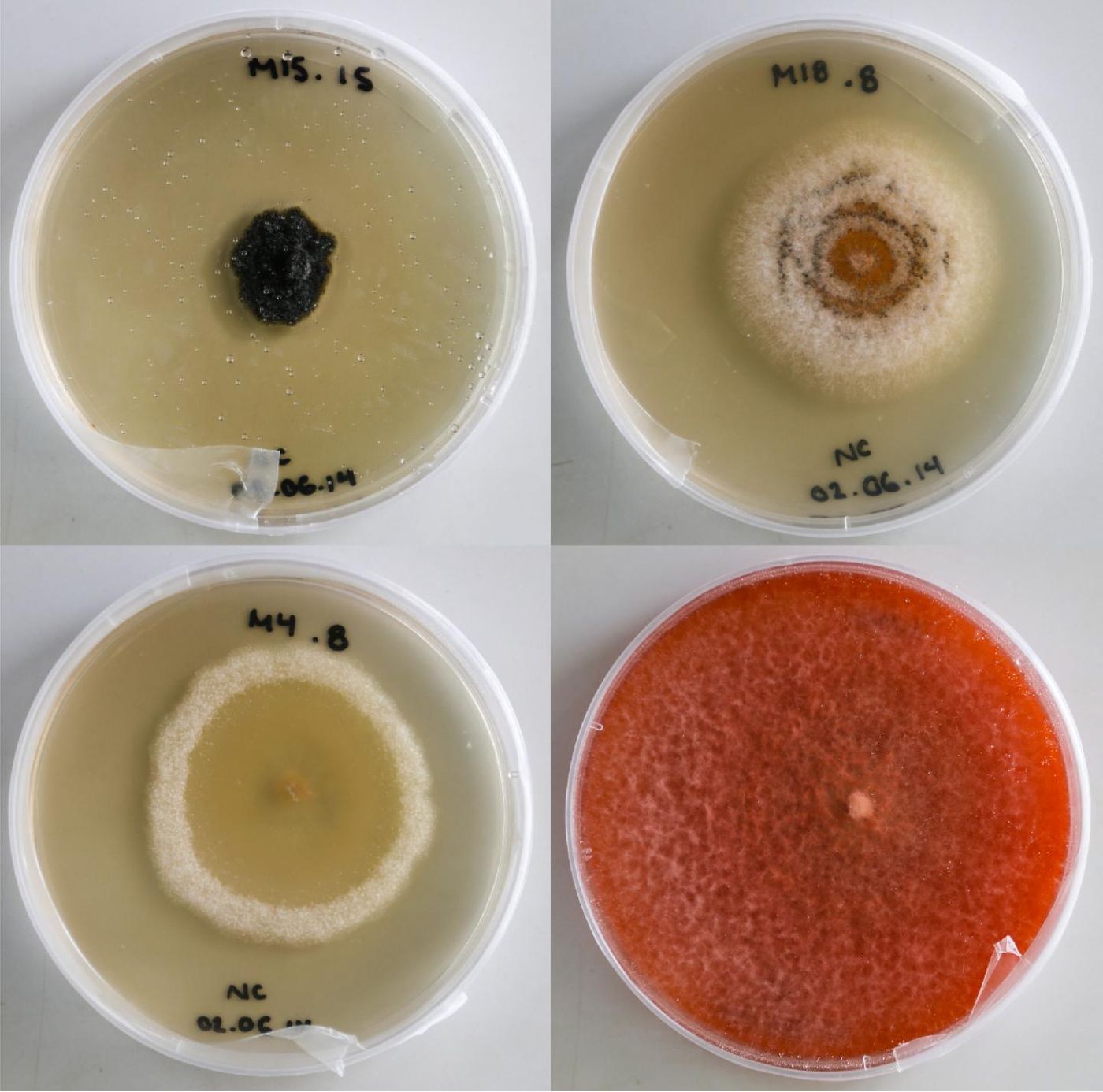 Foliar endophytic fungi are part of the plant leaf microbiome, and are easily grown in culture. / Credit: Natalie Christian