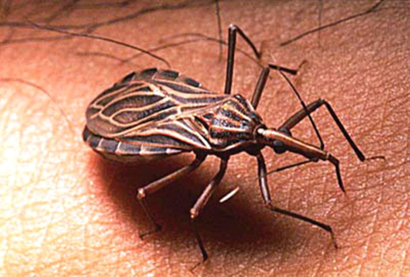 Chagas disease generally spreads through insects known as Triatominae or kissing bugs. Source: OMICS International