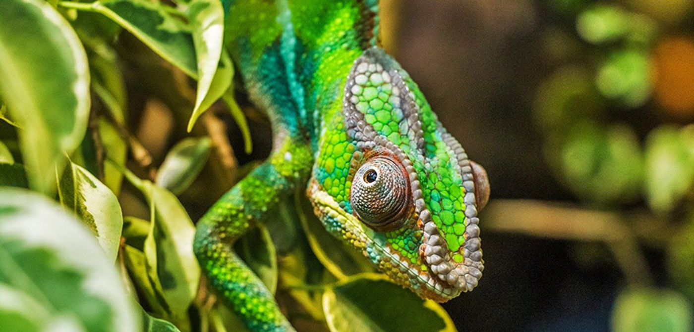 Panther chameleon of Madagascar