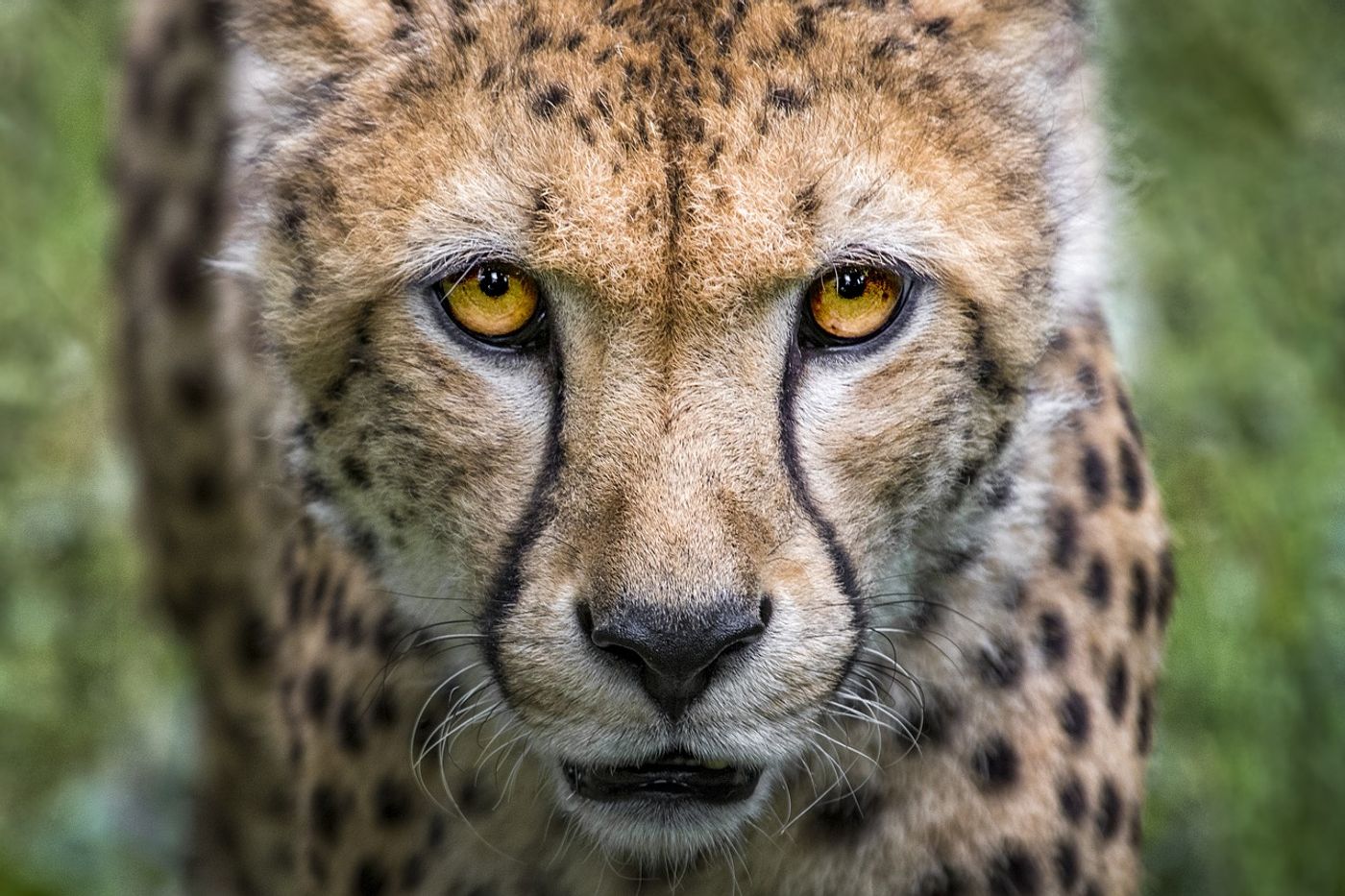 An in-depth analysis now suggests that cheetah populations could be 11% lower than the IUCN recognizes.