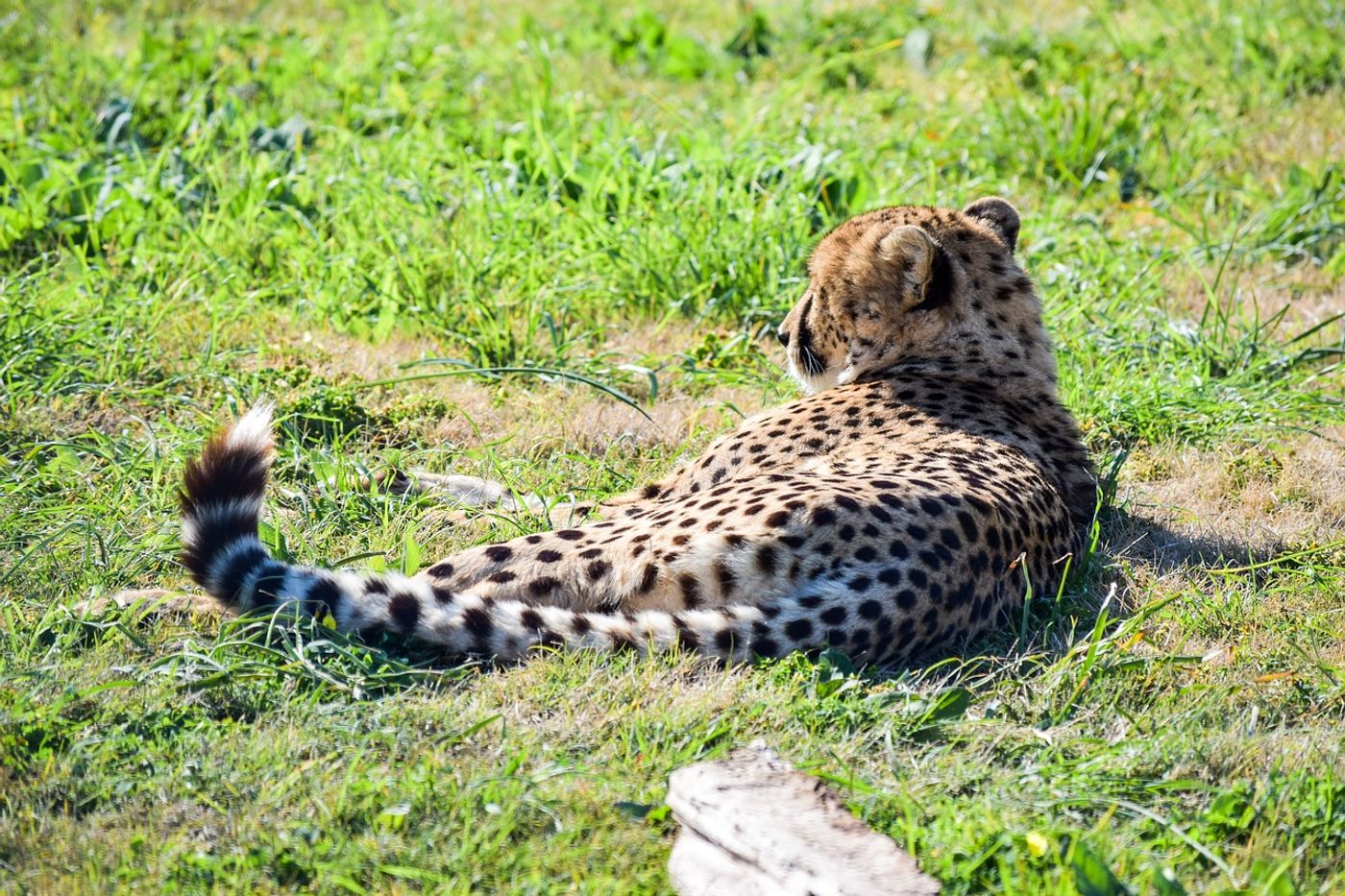 Cheetahs may eat their prey differently depending on their surroundings.