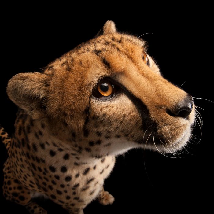 The cheetah is in more trouble than originally thought.