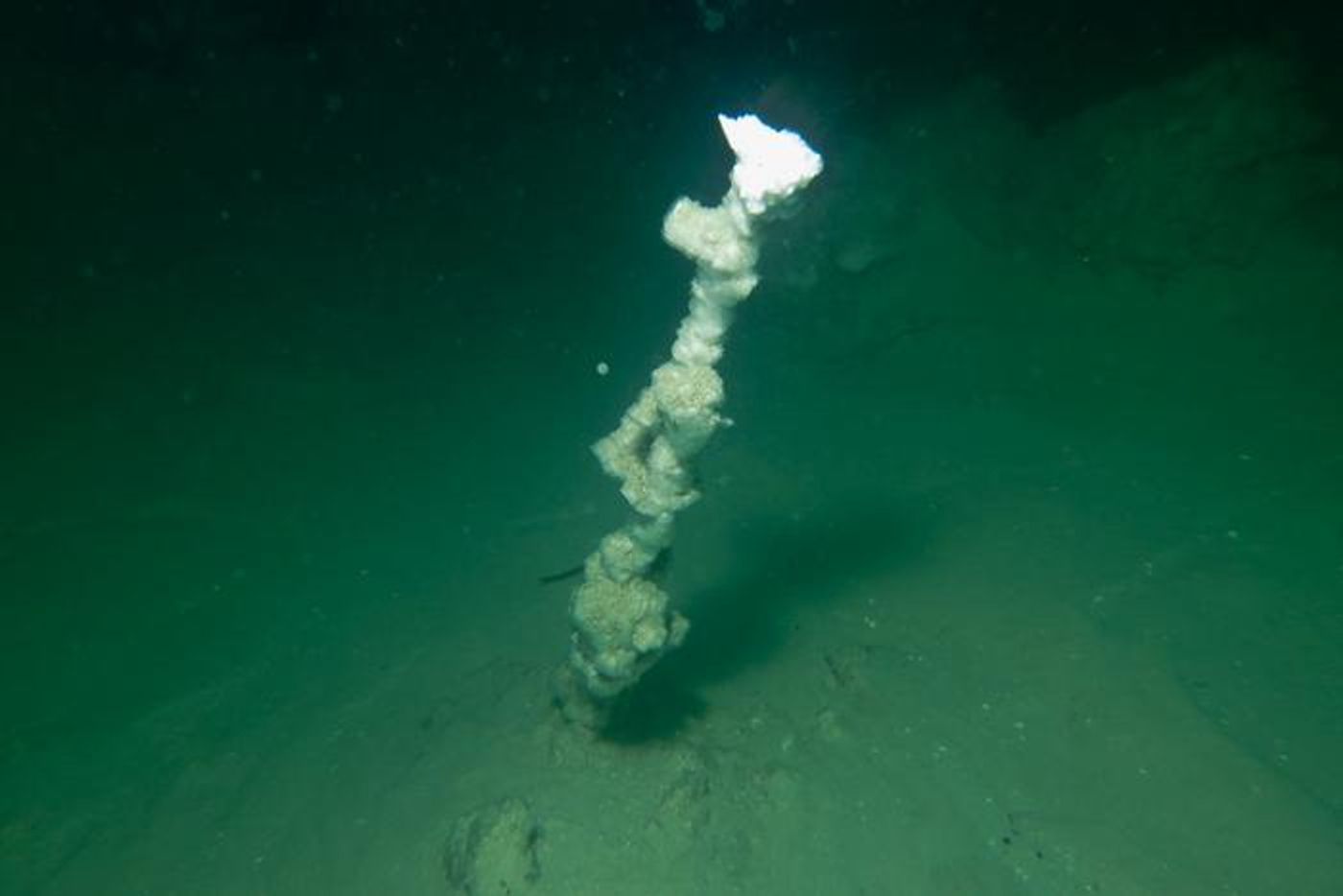 An individual submarine chimney at a depth of roughly 30 m.  Credit  UFZ