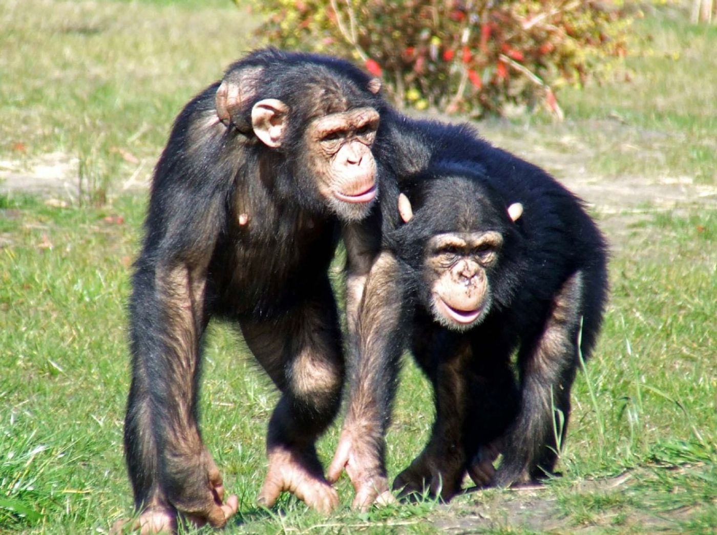 Chimpanzees are less stressed when they have friends to accompany them.