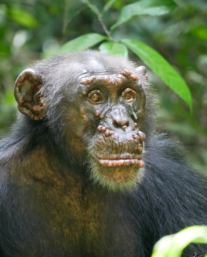 A chimpanzee named Woodstock with leprosy in Ivory Coast. / Credit: Tai Chimpanzee Project