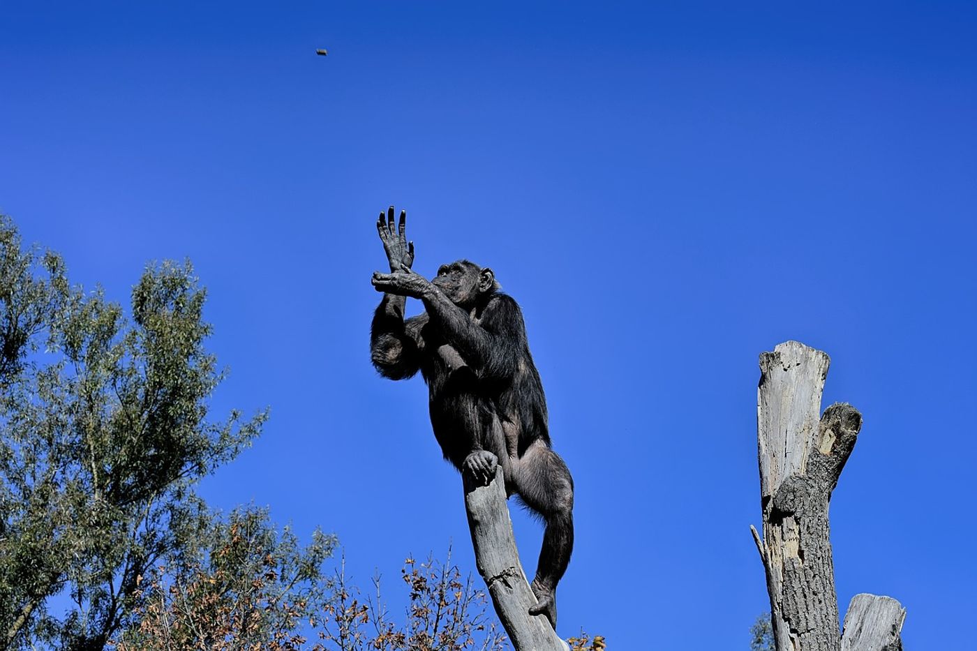 A chimpanzee in a tree.