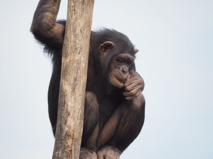 Chimpanzees have been revered as incredibly powerful beasts, but a new study reveals that those stories may have been exaggerated just a bit.