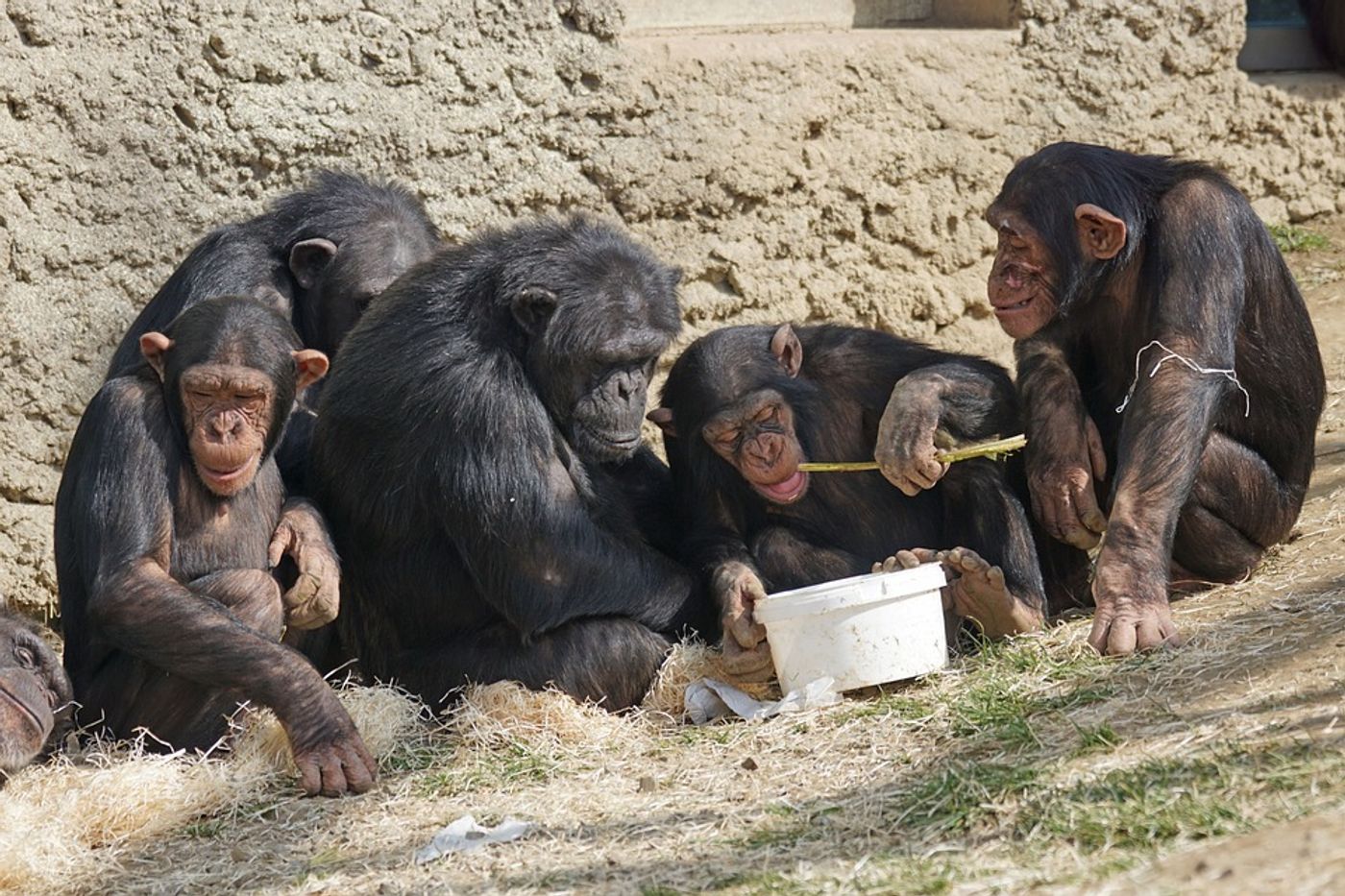 Chimpanzees eating together.