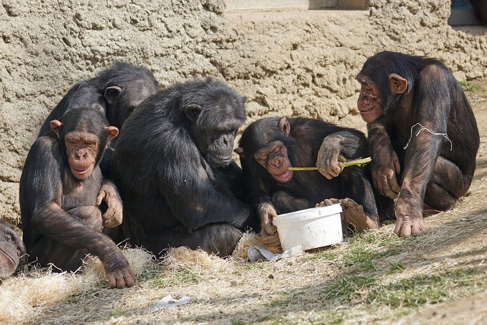 Chimpanzees eating together.