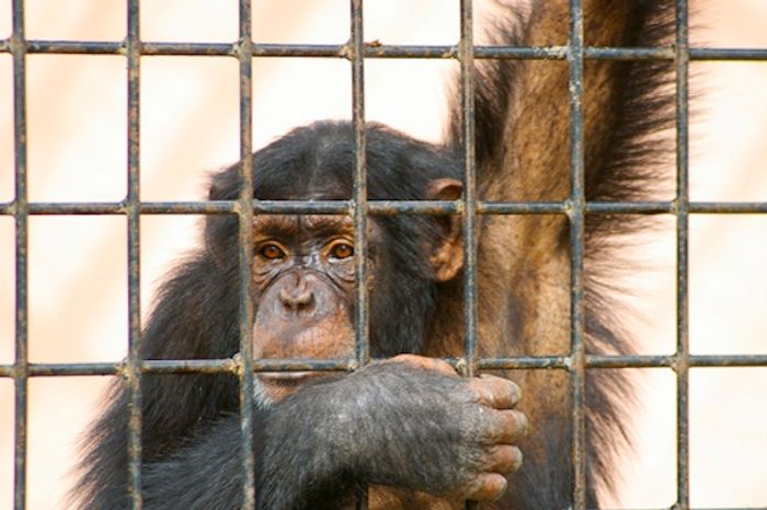 220 lab chimps will be moved to a sanctuary to live out the rest of their lives in freedom.