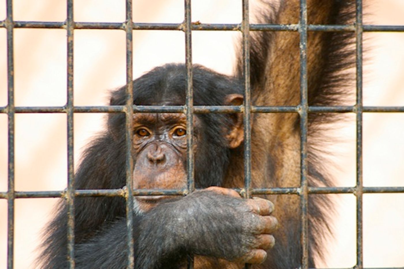 220 lab chimps will be moved to a sanctuary to live out the rest of their lives in freedom.