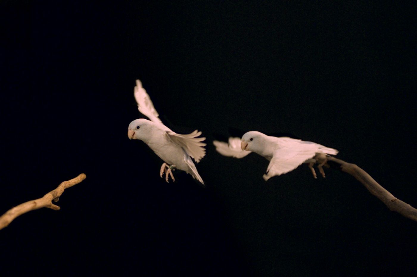 Two birds found mid-leap from one branch to another during the study.