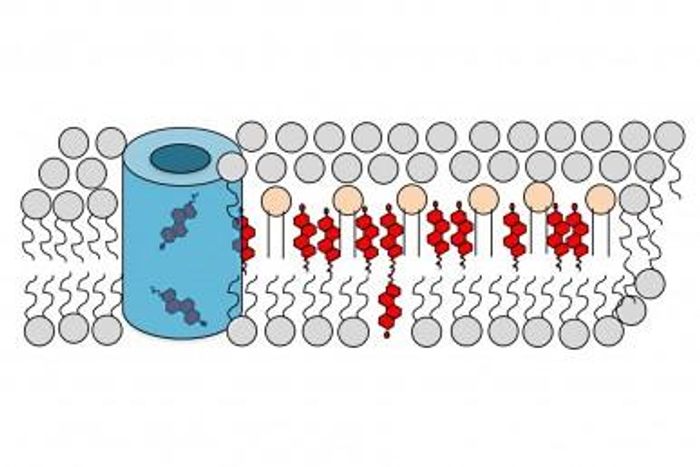 This is a diagram showing cholesterol's (red) predominance in the outer layer of the cell membrane. Cholesterol transport proteins (blue) can alter its distribution between the inner and outer layers. / Credit: UIC