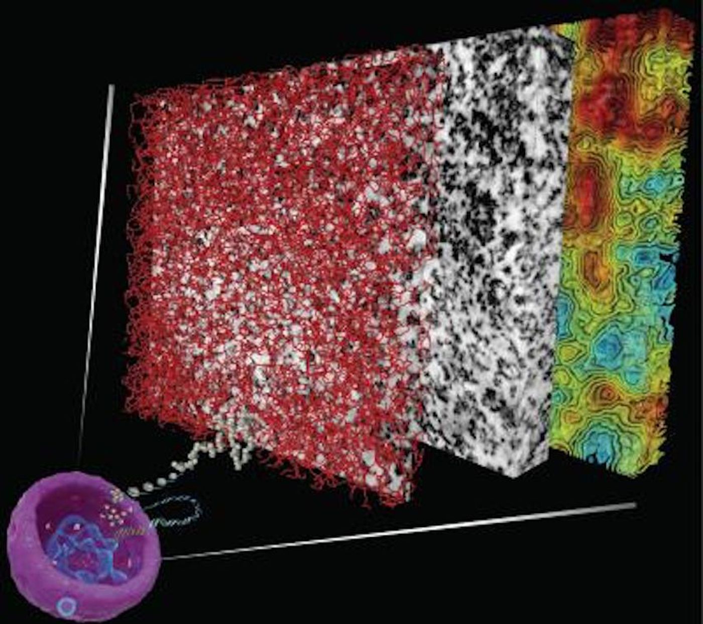 A new technique enables 3-D visualization of chromatin (DNA plus associated proteins) structure and organization within a cell nucleus (purple, bottom left) by painting the chromatin with a metal cast and imaging it with electron microscopy (EM). The middle block shows the captured EM image data, the front block illustrates the chromatin organization from the EM data, and the rear block shows the contour lines of chromatin density from sparse (cyan and green) to dense (orange and red). / Credit: Salk Institute
