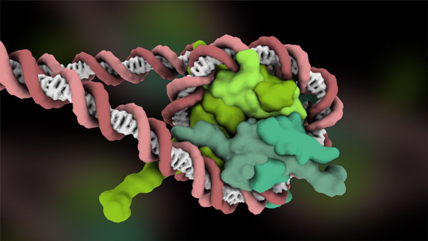 Cells are able to accomplish the amazing feat of packing a 2 meter length of DNA into a relatively tiny compartment. | Credit: https://biochem.web.utah.edu/